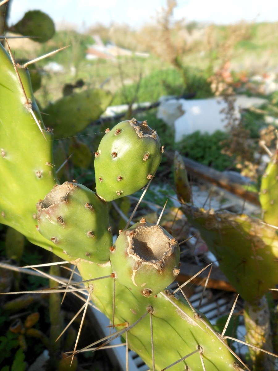 Opuntia monacantha / Fico d''India monospina